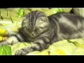 Sleepy Cat