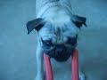 strong puppy strong puppy