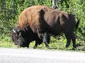 Bison Yellowstone