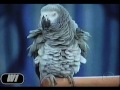 Papagaio Superstar (parrot speaks everything)