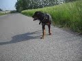 Rottweiler puppy