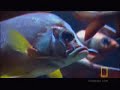 Shark Pit Diving