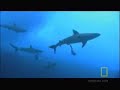 Shark Pit Diving