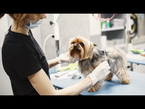 Misconceptions about Pet Grooming  - Joe Gets  A Job