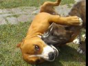 AMERICAN PIT BULL TERRIER - MALENA vs TARKO AMERICAN PIT BULL TERRIER - MALENA vs TARKO
