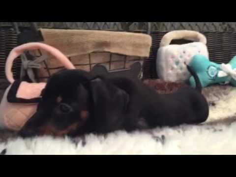 KISSABLE AND SWEET DACHSHUND MINI MALE