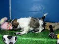 Shih Tzu Hembra COV REF:149 4