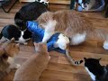 коты и целлофановый кулек 1