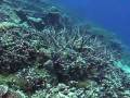 videos de How much reef do need?