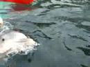 Carmelo y los delfines...