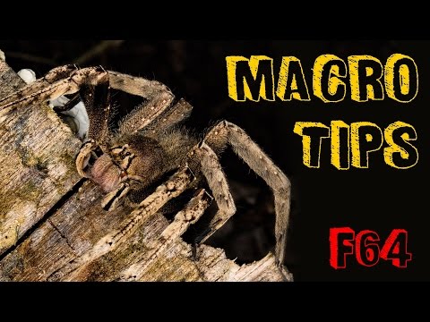 5 Top Macro Tips - with the Tamron 90mm SP Macro