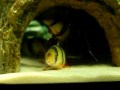 Clown loaches 13 10
