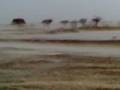 عواصف البرد والامطار بالبطايح والمحافز والمليحة 16-08-2008