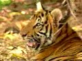 Monkey Slaps Tigers