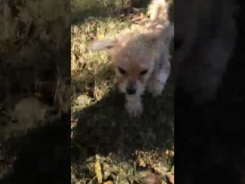 Morkie puppy is for sale!!