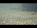 海の中で熱帯魚を捕まえる♪