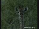 Baby Giraffe: A Few Days Old Baby Giraffe: A Few Days Old