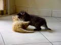 Kittens playing fight