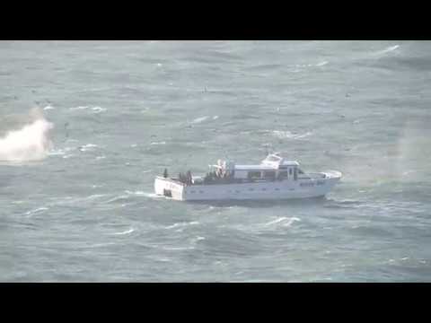Humpback whales, birds and whale watching boat off San Francisco