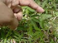 Mimosa Pudica