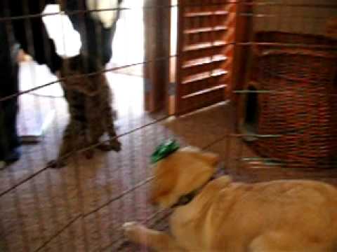 Lab puppy vs. Angry cat