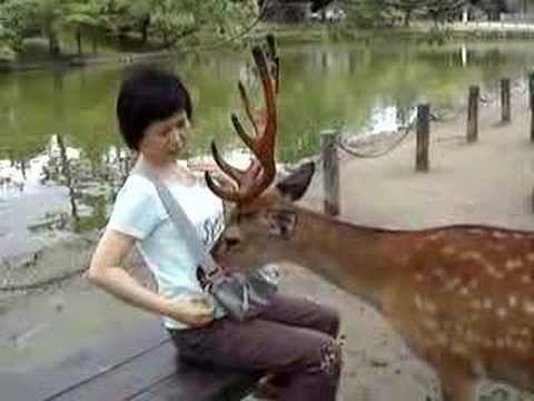 Deer attack mami =^o^=
