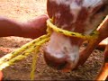 Amarres de ganado (Gamarra)