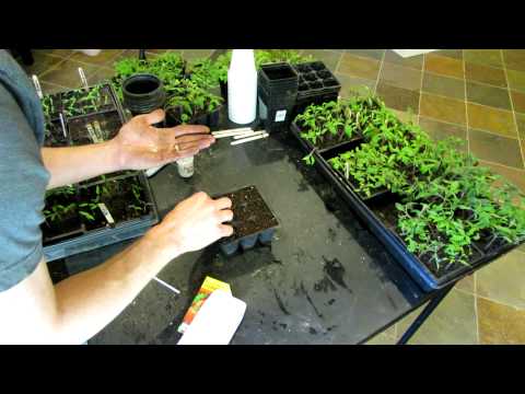 how to plant seeds from peppers