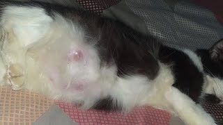 Help A Cat Diagnosed With Cancer. Episode 1