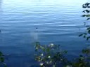 Robbie Rowe Fishin Show Pt 3