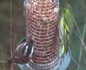 Birdlife around Aspenwood Cottage