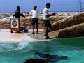 Breakdancing Sea Lion