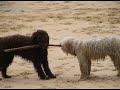perros de aguas -spanish water dog- sid y as�n (Cantabria)