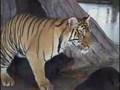 Tiger and Dog Mating?