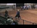 videos de Tennesee Walking Horse For Sale
