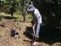 How to Plant a Tree