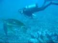 Hawaiin Green Sea Turtles (Kona)