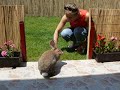 Tündéri Nyuszi - You Sexy Bunny
