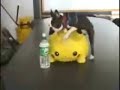 Punchy The Horny Dog