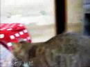 にゃんこハウスのとりあい その1♪