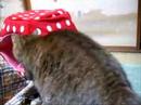 にゃんこハウスのとりあい その1♪
