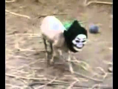 YouTube - Hantu Kambing.flv