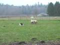 Steam Herding Practice 30 Nov 08