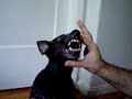 Cachorro falante - Talking dog