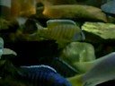 Aulonocara sp. Stuargranti maleri