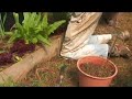 Food Crop Seedlings With Minimum Space : Cutting Off Fig Trees & Potting Food Crop Seedlings With Minimum Space : Cutting Off Fig Trees & Potting