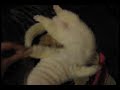dead-like ferret