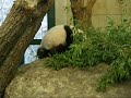Babypanda Fu Long - sitting around