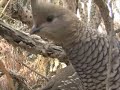 Scaled Quail