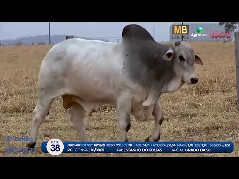 2 DE OLHO NA FAZENDA NELORE BIRIGUI